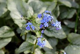 Image result for BRUNNERA MACR. LOOKING GLASS