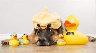 Image result for Dog Holding Rubber Duck