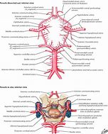 Image result for Circle of Willis and Pineal Gland