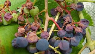 Image result for Sun Burn Green Grapes