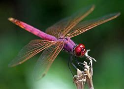 Image result for dragonfly
