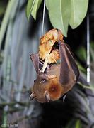 Image result for Fruit Bats Australia