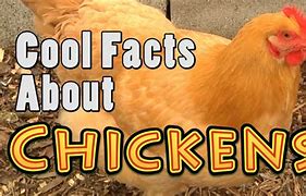 Image result for Chicken Milk Funny