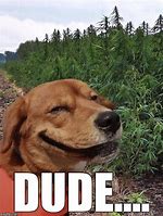 Image result for Weed Puppy Meme