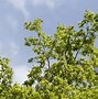 Image result for Green Beech Tree