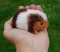 Image result for Miniature Guinea Pigs