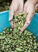 Image result for Sicilian Pantelleria Capers