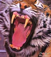 Image result for Rare Siberian Tiger