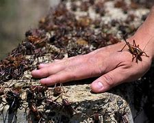 Image result for Mormon Crickets