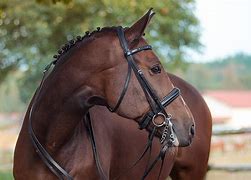 Image result for Double Bridle Horse