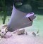 Image result for Underwater Sea Creatures