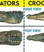 Image result for Difference Between Gator and Croc
