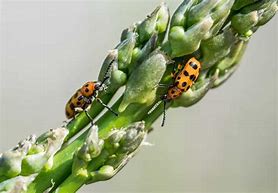 Image result for "asparagus-beetle"