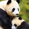 Image result for Cute Panda Couple Wallpaper