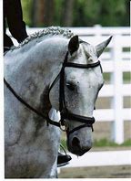 Image result for Dressage Horse Head