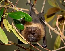 Image result for Green Bat Animal