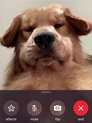 Image result for FaceTime Smile Dog
