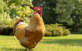 Image result for Yellow Chicken in Mexico