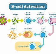 Image result for Memory B-cell Anatotmical Image