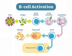 Image result for Function of B Cells
