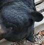 Image result for Largest Bear Ever Killed