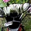 Image result for How to Organize Clubs in Golf Bag