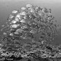Image result for Silver Reflective Long Fish