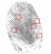 Image result for Fingerprint Apple Craft For