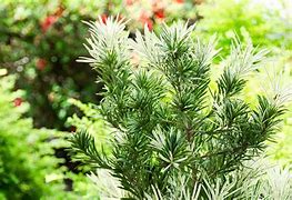 Image result for Roman Candle Podocarpus