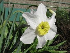 Bildergebnis für Narcissus Segovia