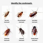 Image result for TechRax Cockroaches