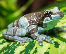 Image result for Frog for a Pet