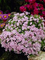 Image result for Phlox douglasii Lilac Cloud