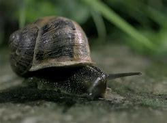Image result for Snail Meme Out of Nowhere