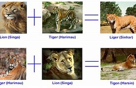 Image result for Liger Lion and Tiger