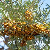Image result for Hippophae rhamnoides Pollmix