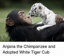Image result for Tiger Cub Meme