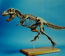 Image result for Tyrannosaurus Rex Skeleton Model