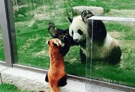 Image result for Red Panda and Giant Panda