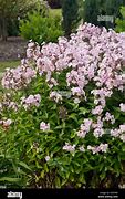 Image result for Phlox Monica Lynden-Bell (Paniculata-Group)