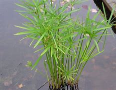 Image result for Cyperus Water Plant