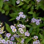 Image result for Aster ageratoides Harry Schmidt