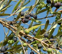 Image result for Manzanilla Olive Tree
