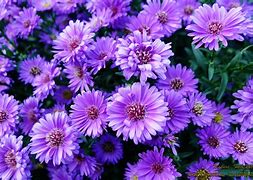 Image result for Violet Color Flowers