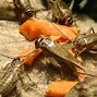 Image result for Tan Cricket Insect