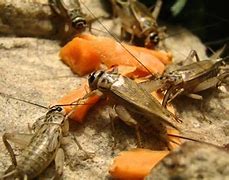 Image result for cave cricket diet