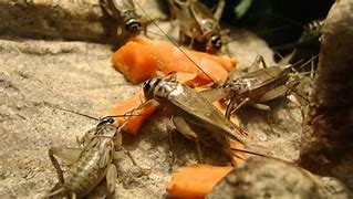 Image result for What to Feed Crickets