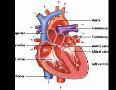 Image result for Normal Anatomy of Heart