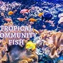 Image result for Tropical Freshwater Community Fish