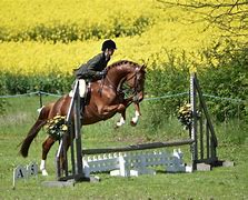 Image result for Tinker Horse Show